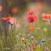Akkerbloemen zaden mengsel