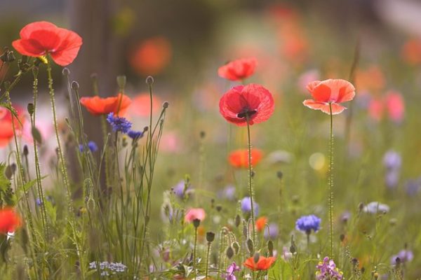 Akkerbloemen zaden mengsel
