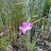 Agrostemma githago