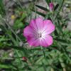 Agrostemma githago | bolderik | zaden