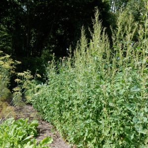 Atriplex hortensis