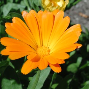 Calendula officinalis