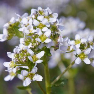 Cochlearia officinalis