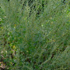 Artemisia absinthium