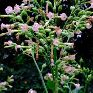 Nicotiana tabacum