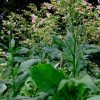 Nicotiana tabacum