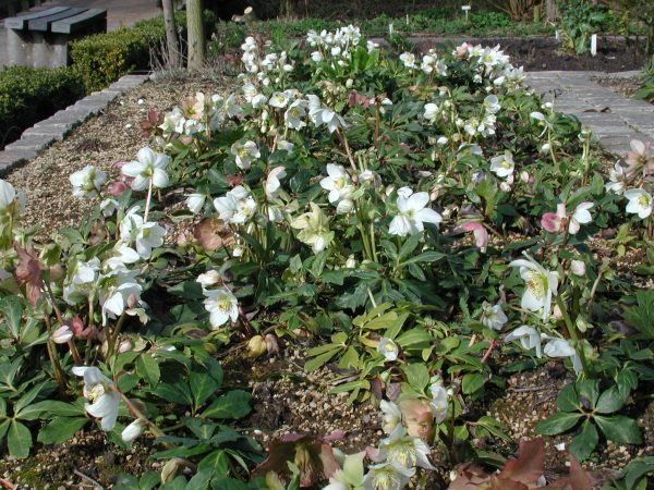 Helleborus niger