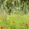 Akkerbloemen | zadenmengsel - Afbeelding 2