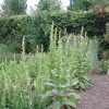 Verbascum thapsus