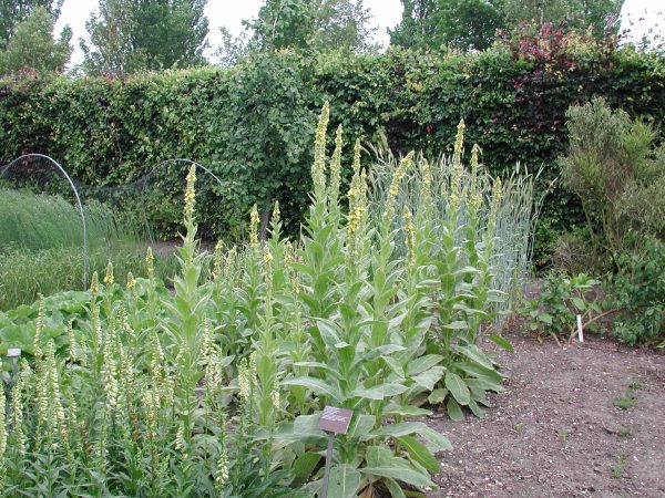 Verbascum thapsus