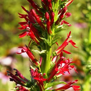 Lobelia cardinalis