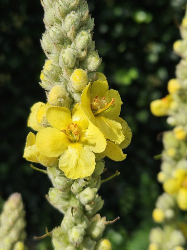 Verbascum thapsus