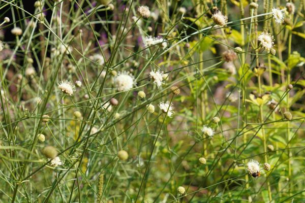 Cephalaria leucantha