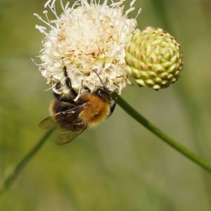 Cephalaria leucantha