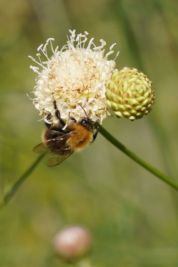 Cephalaria leucantha