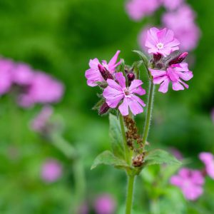 Silene dioica