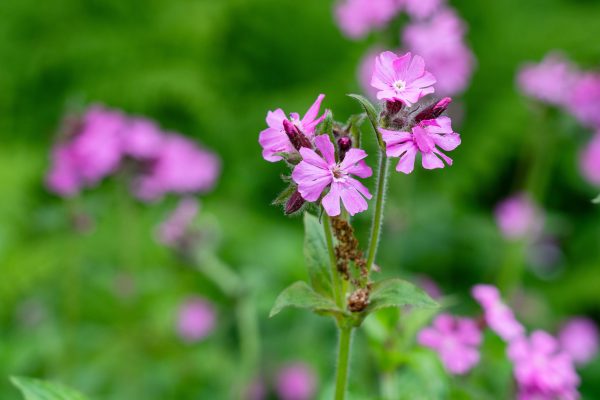 Silene dioica