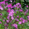Silene dioica  | Dagkoekoeksbloem | zaden - Afbeelding 2