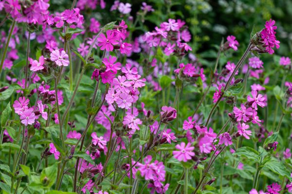 Silene dioica  | dagkoekoeksbloem | zaden - Afbeelding 2