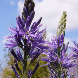 Camassia leichtlinii