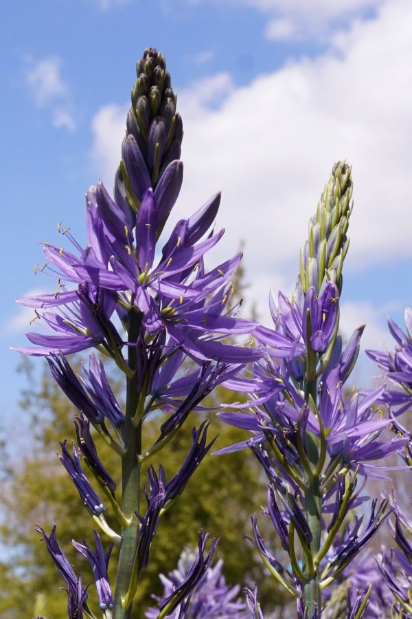 Camassia leichtlinii